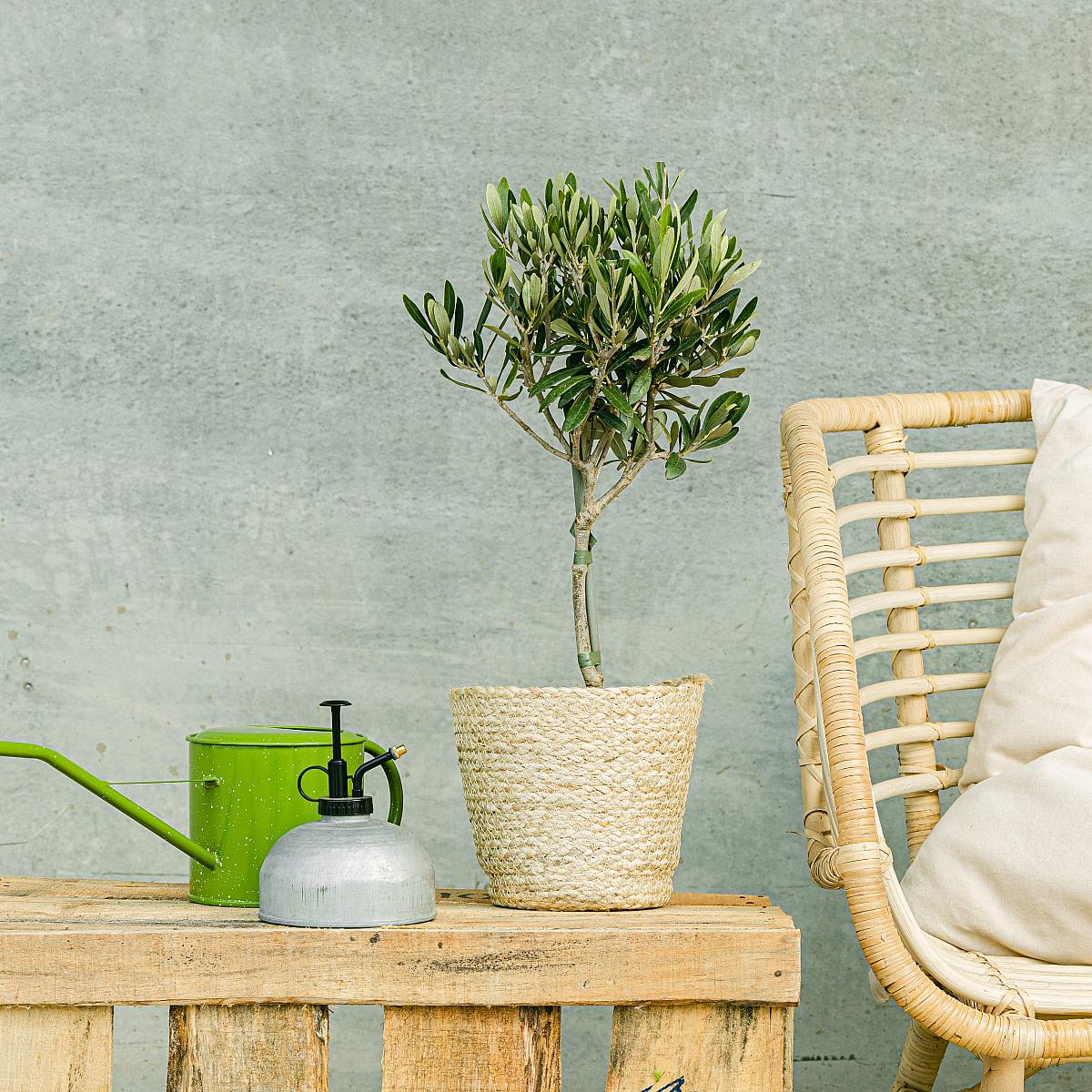 Drzewo oliwne picture 2