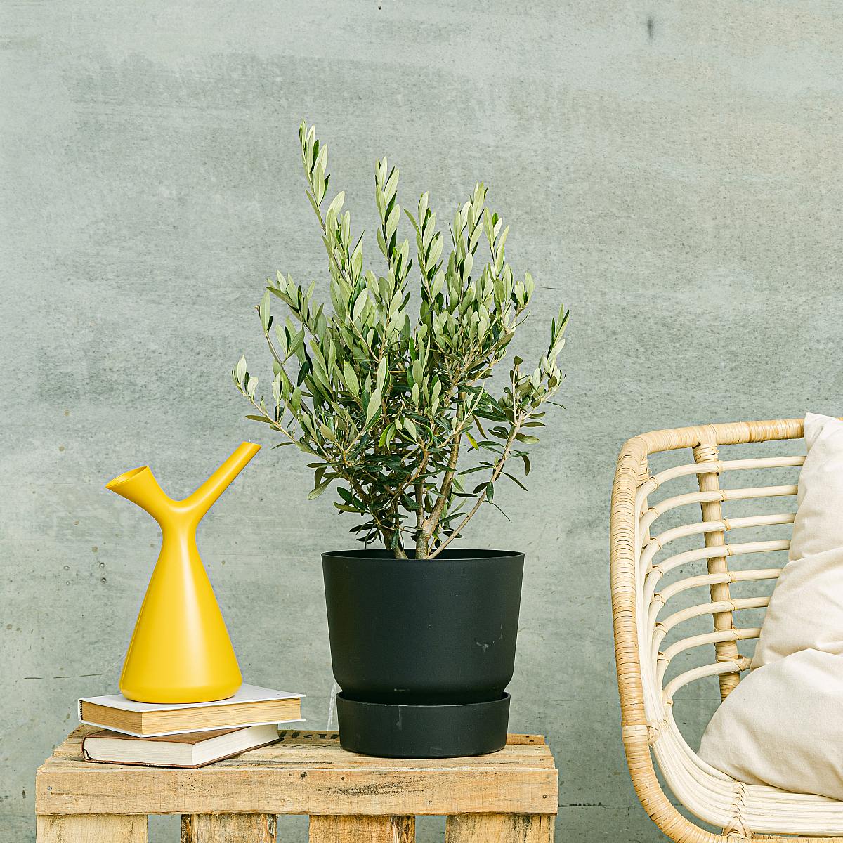 Árbol de Olivo - Buena suerte y prosperidad picture 1