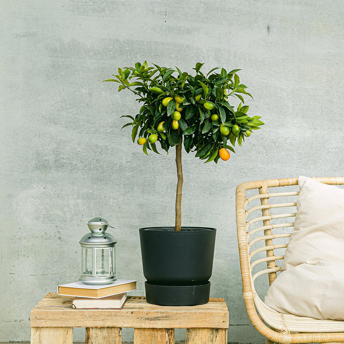Japanischer Orangenbaum picture 1