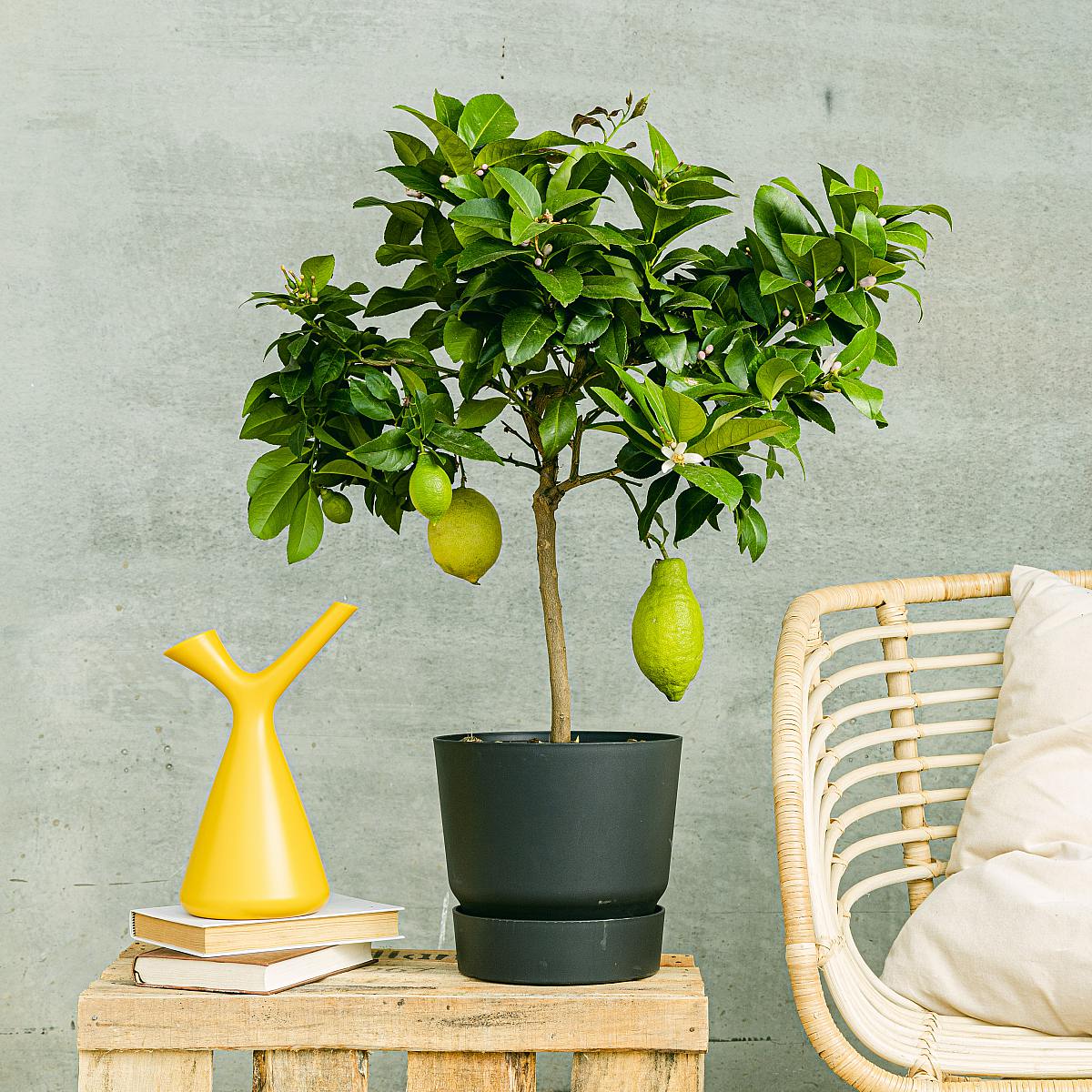 Lemon tree picture 1