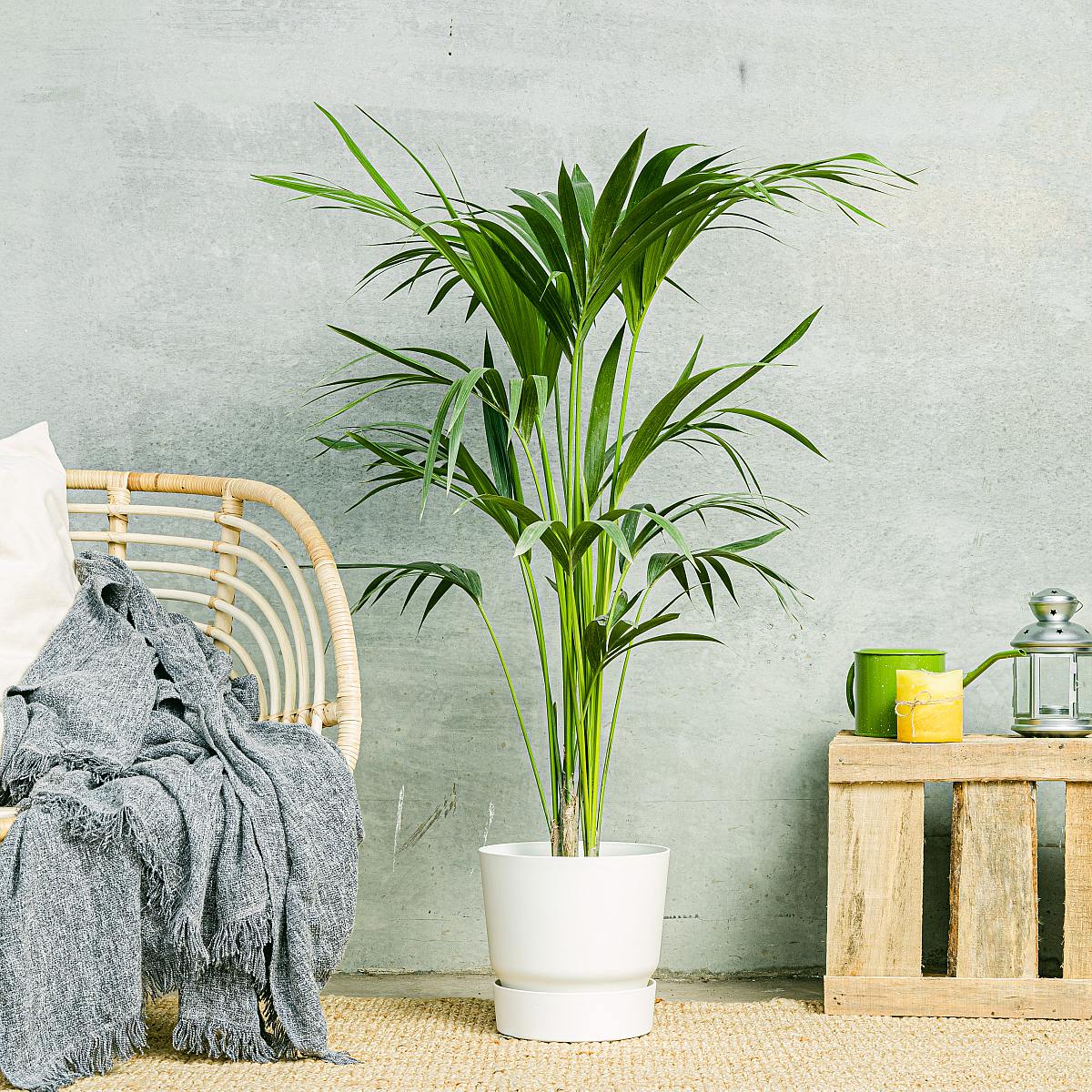 Kentia Palm picture 1