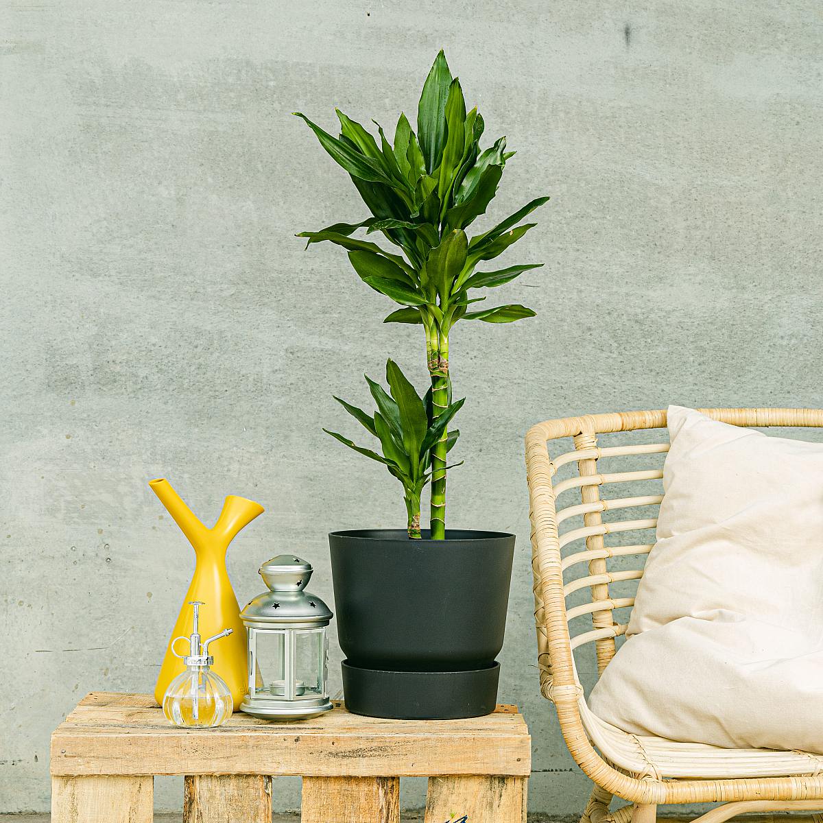 Brazilský kmen picture 1