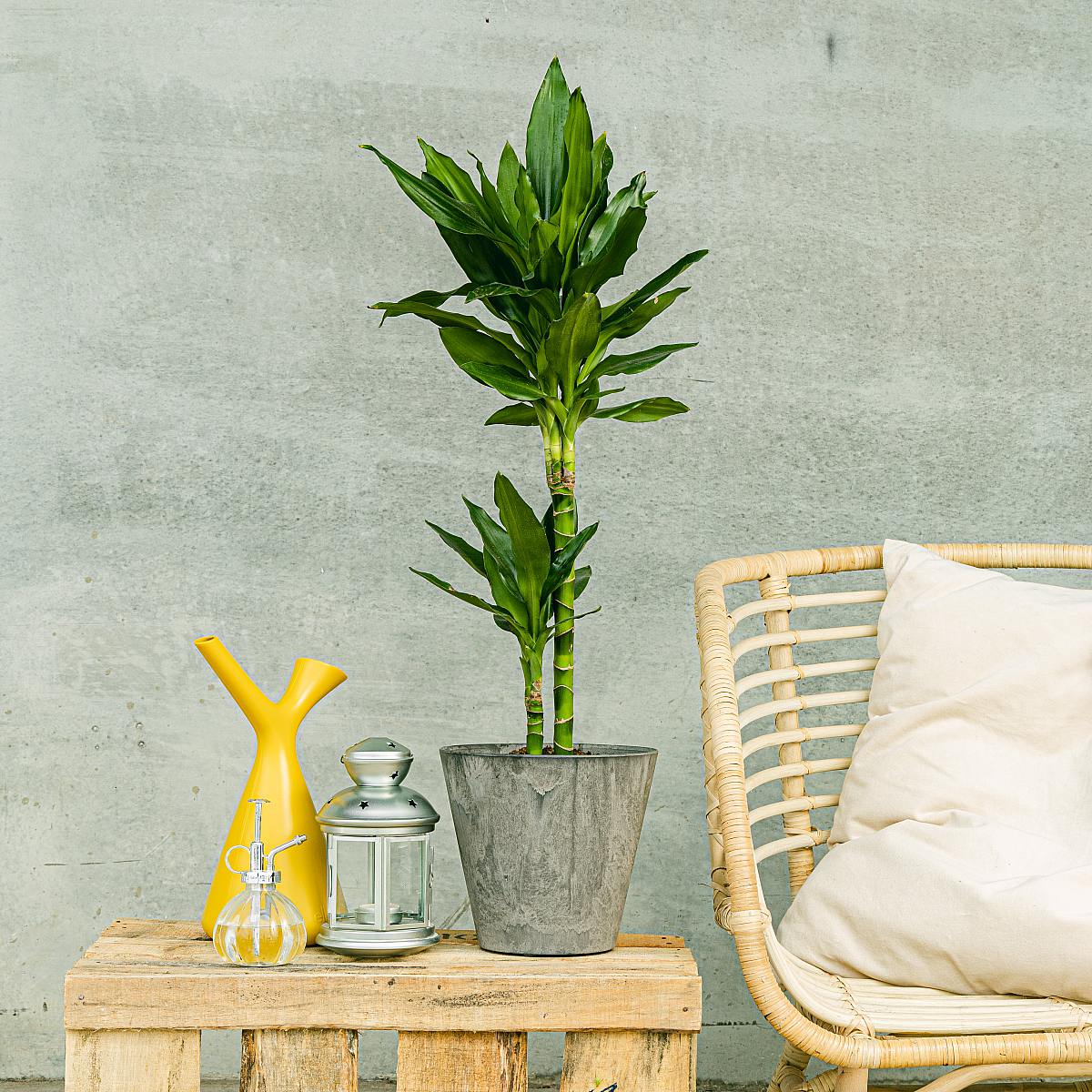 Brazilský kmen picture 2