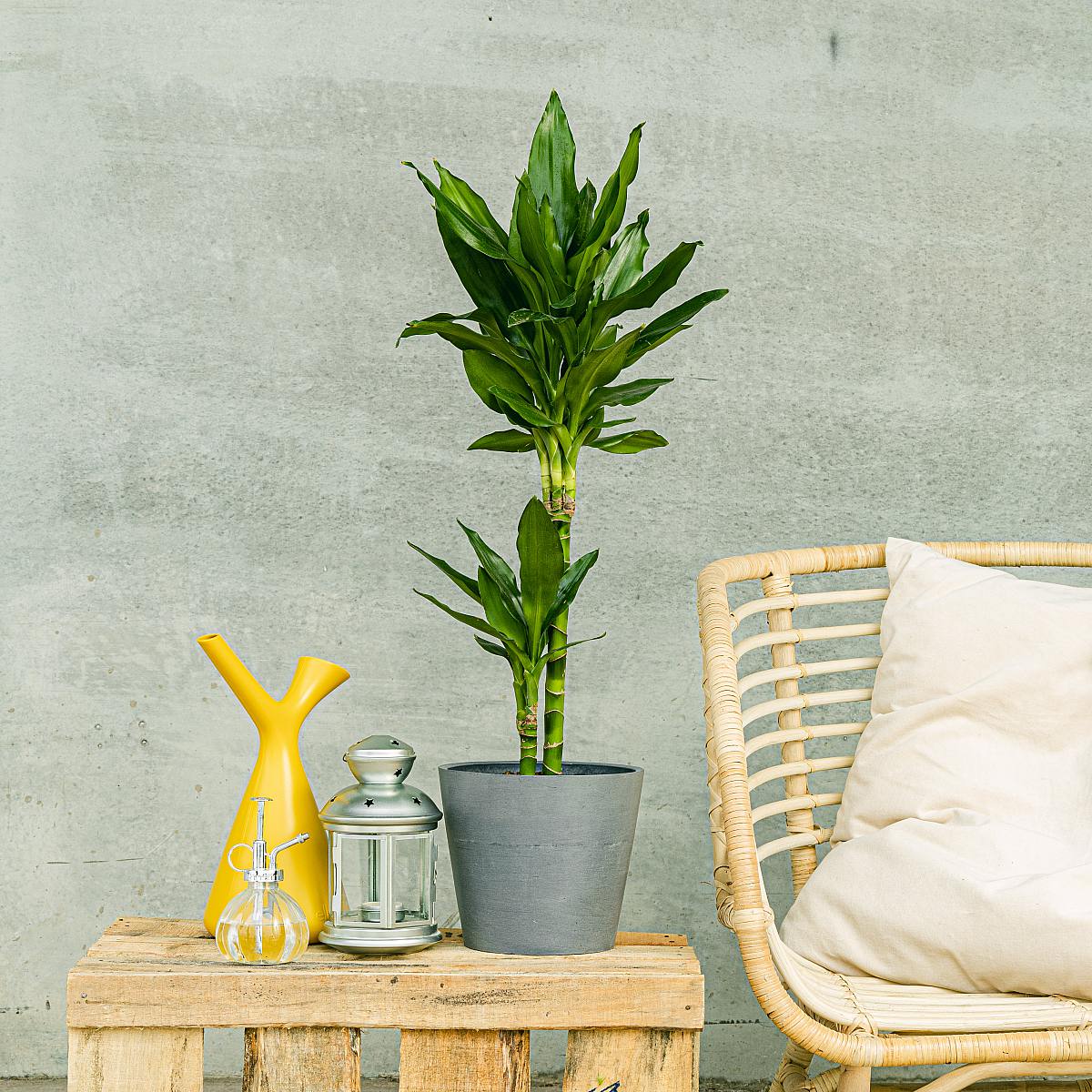 Brazilský kmen picture 3