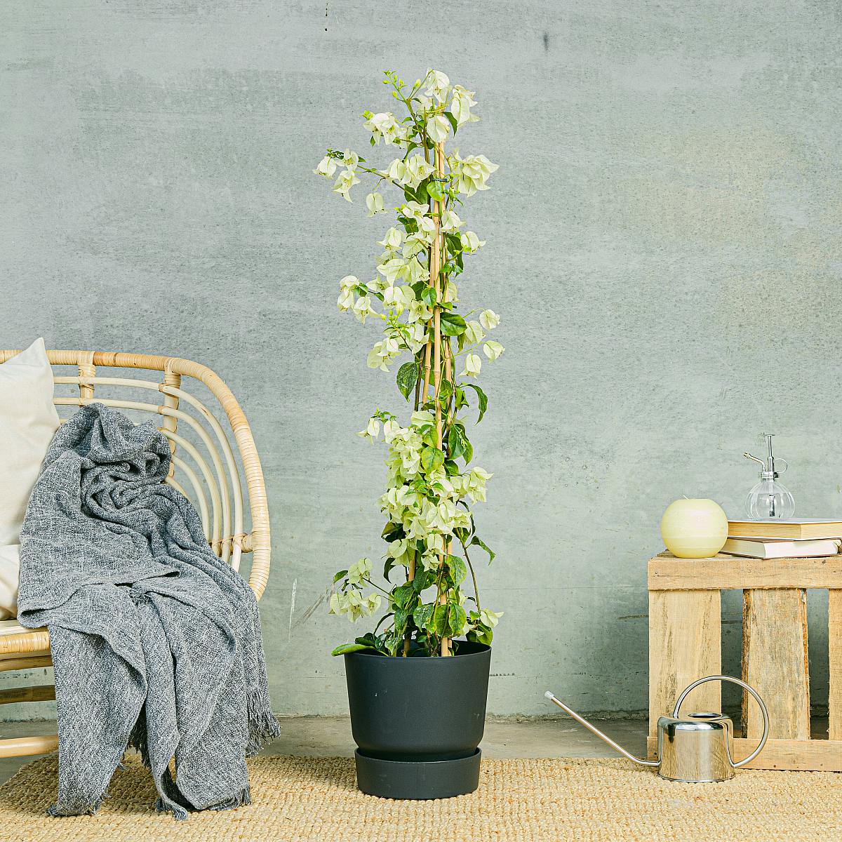 Biała bugenwilla picture 1