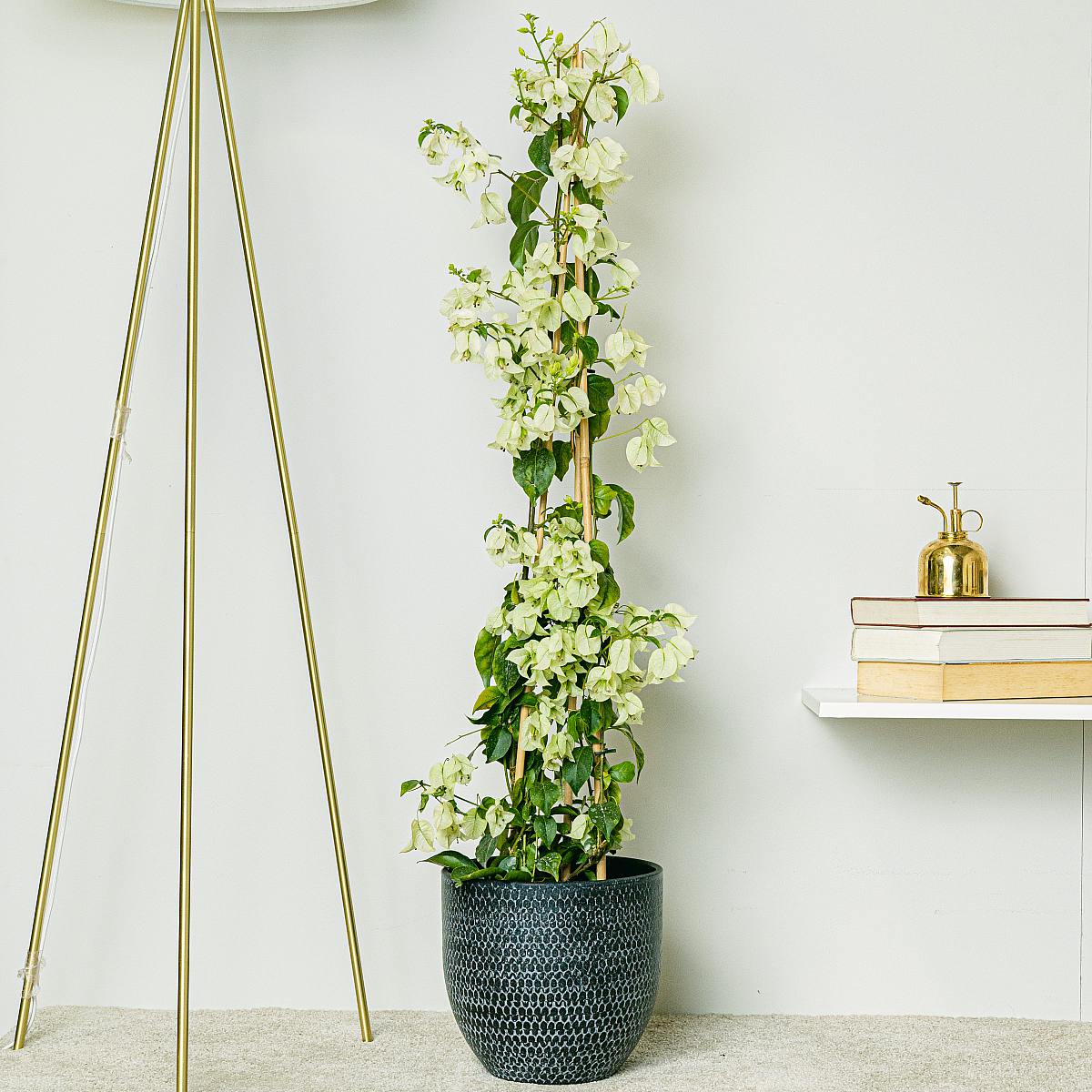 Biała bugenwilla picture 4