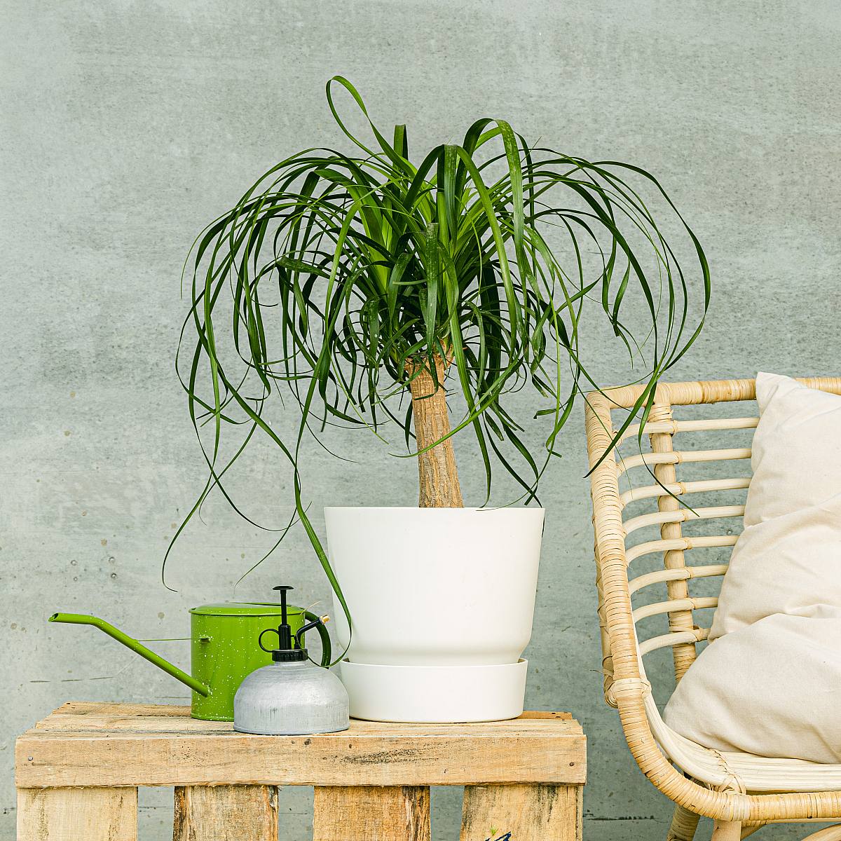 Beaucarnea picture 1