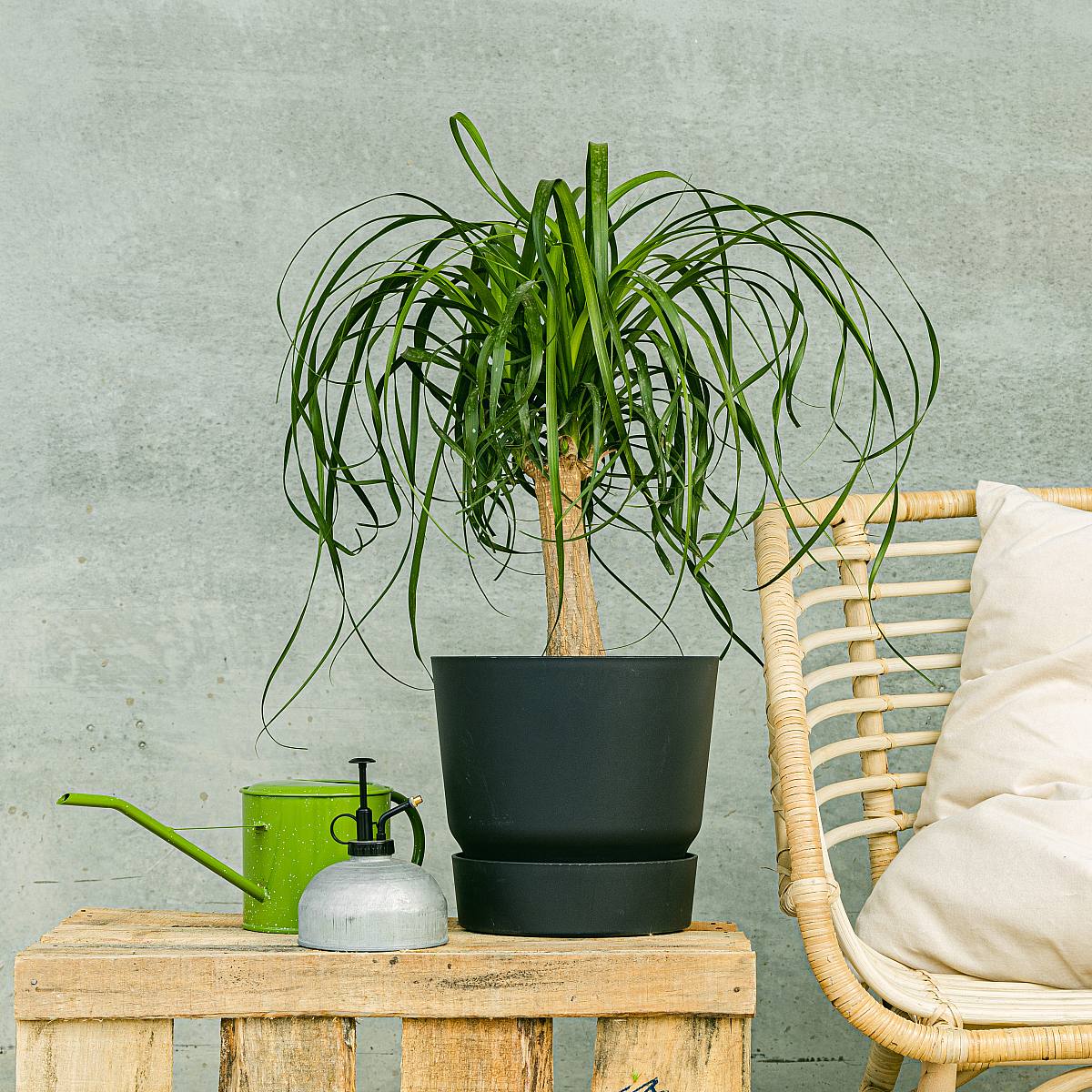 Beaucarnea picture 2