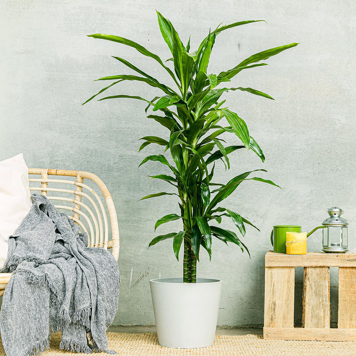 Brazilský kmen picture 2