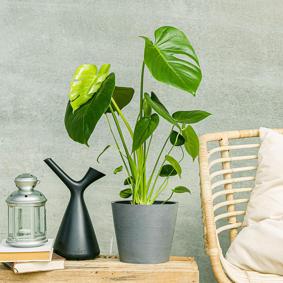 Monstera Deliciosa picture 1