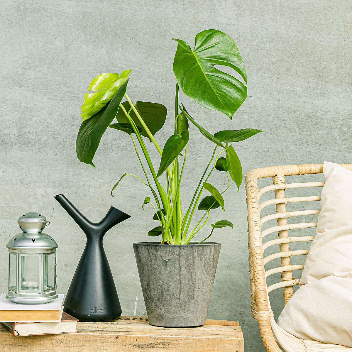 Monstera Deliciosa picture 2