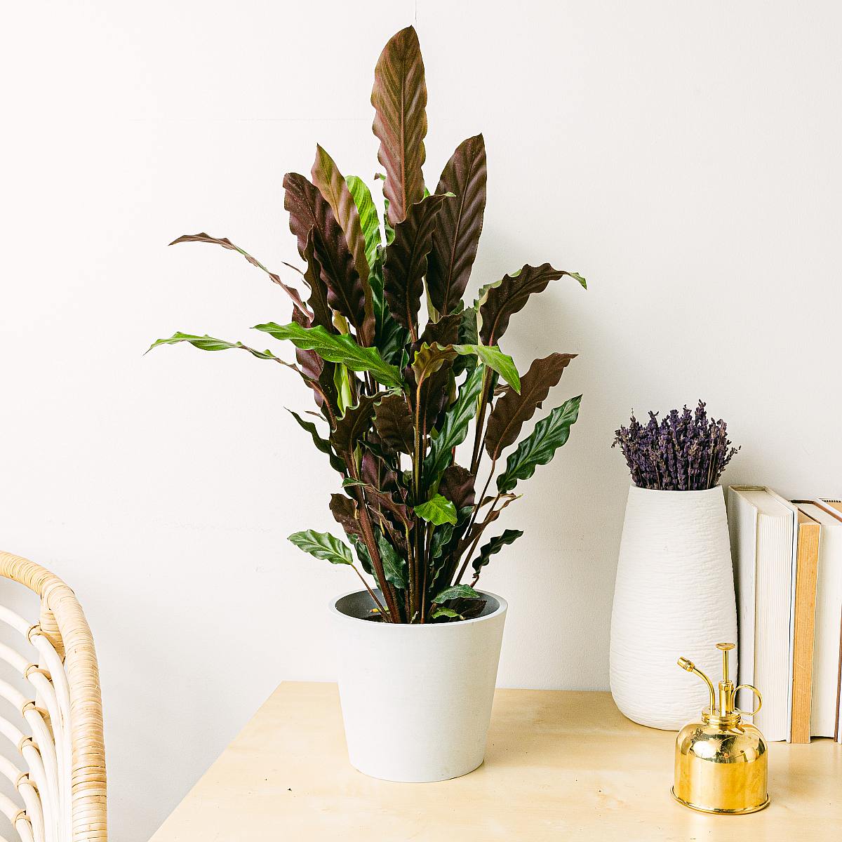 Calathea rufibarba picture 0