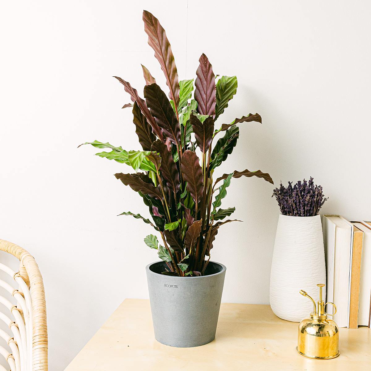 Calathea rufibarba picture 1