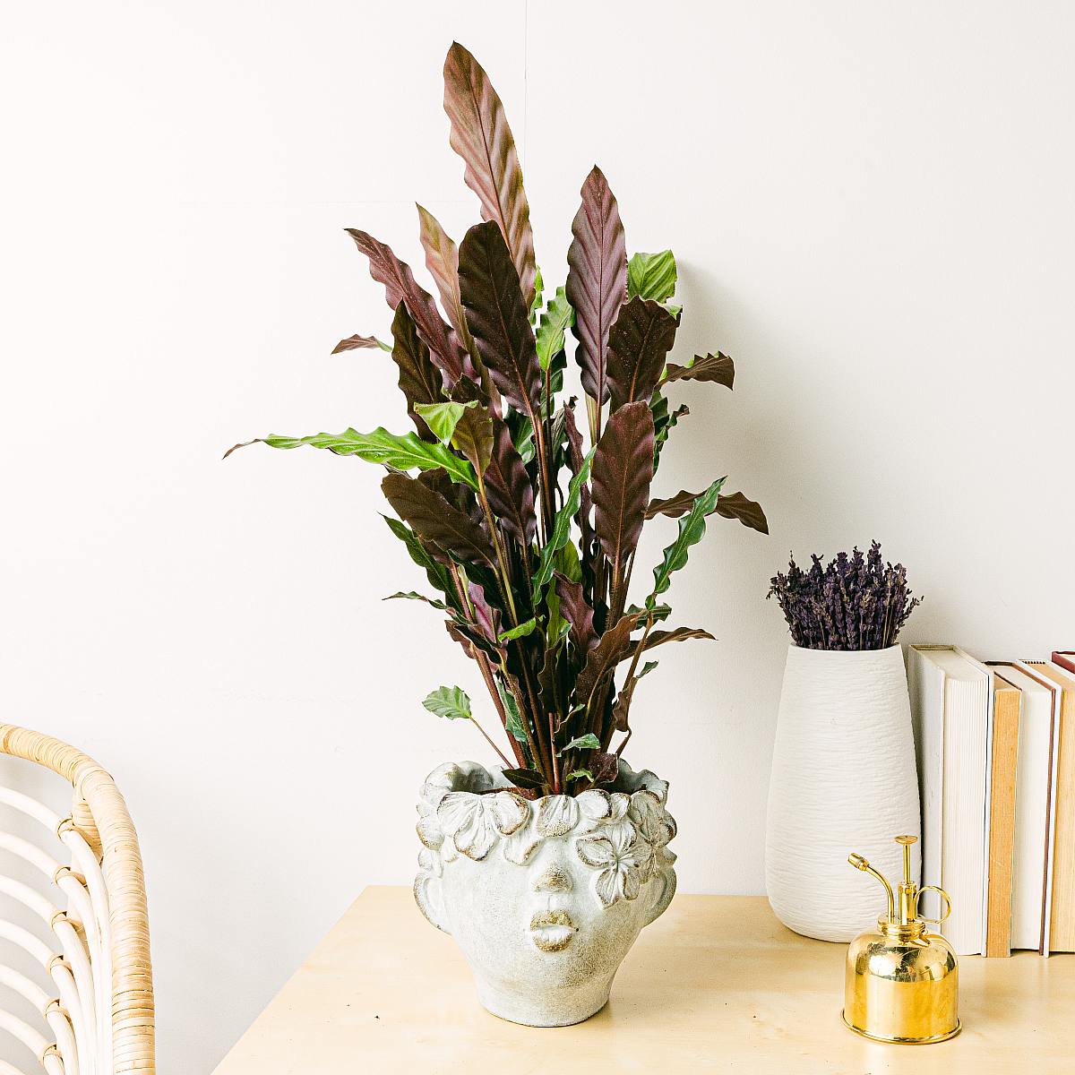 Calathea rufibarba picture 2