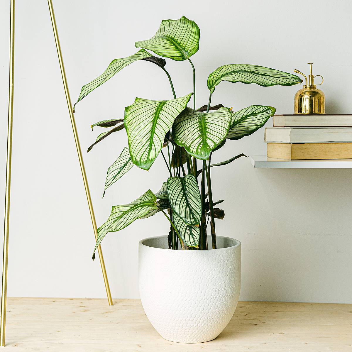 Calathea white star picture 1