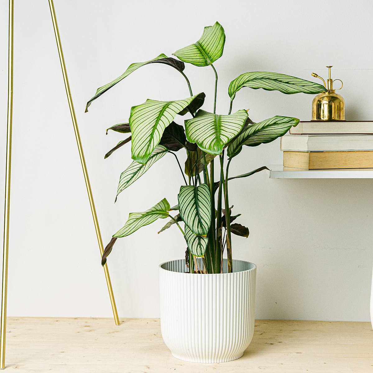 Calathea white star picture 3