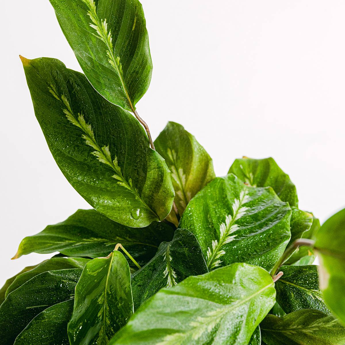 Calathea Maui Queen picture 5