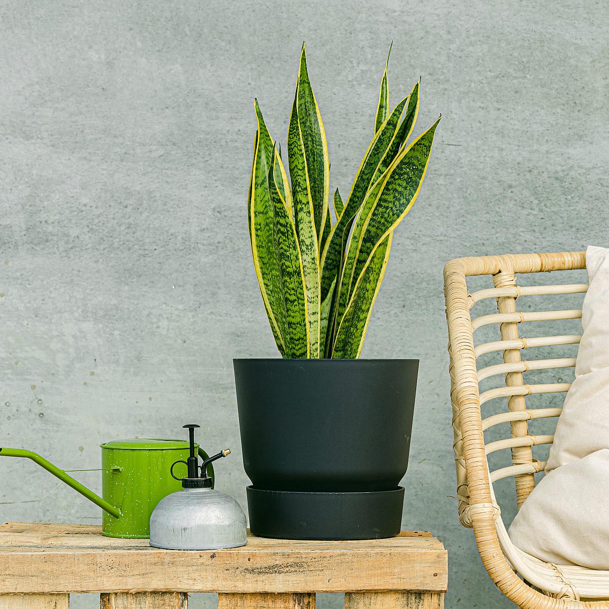 Hadí rostlina picture 3