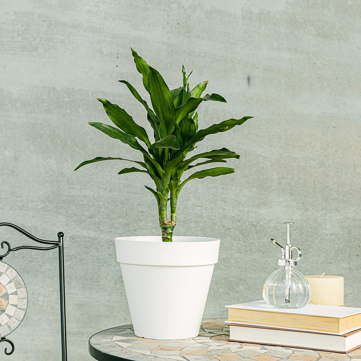 Dracaena Fragrans picture 1