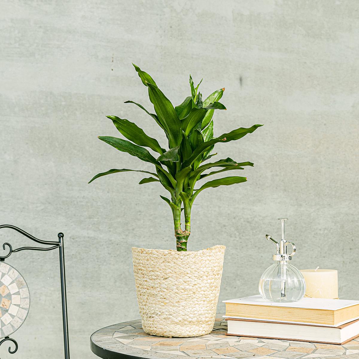 Dracaena Fragrans picture 2