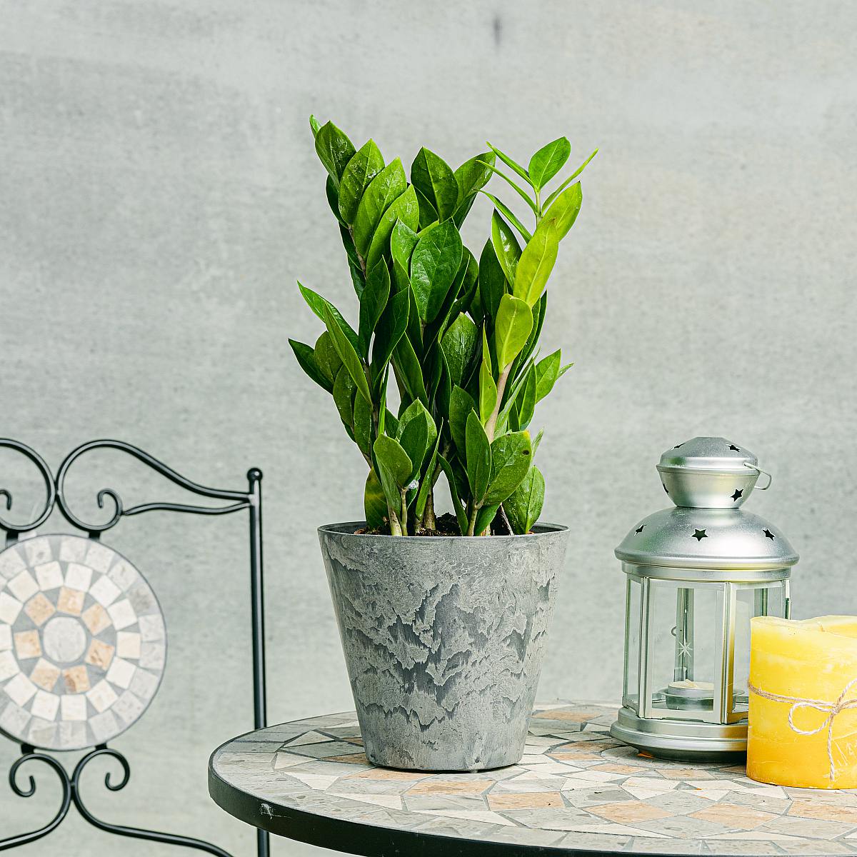 Gemma di Zanzibar picture 1