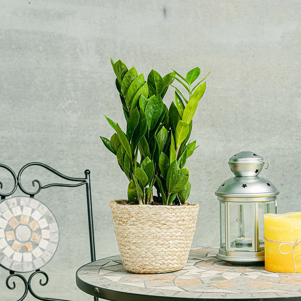 Gemma di Zanzibar picture 2