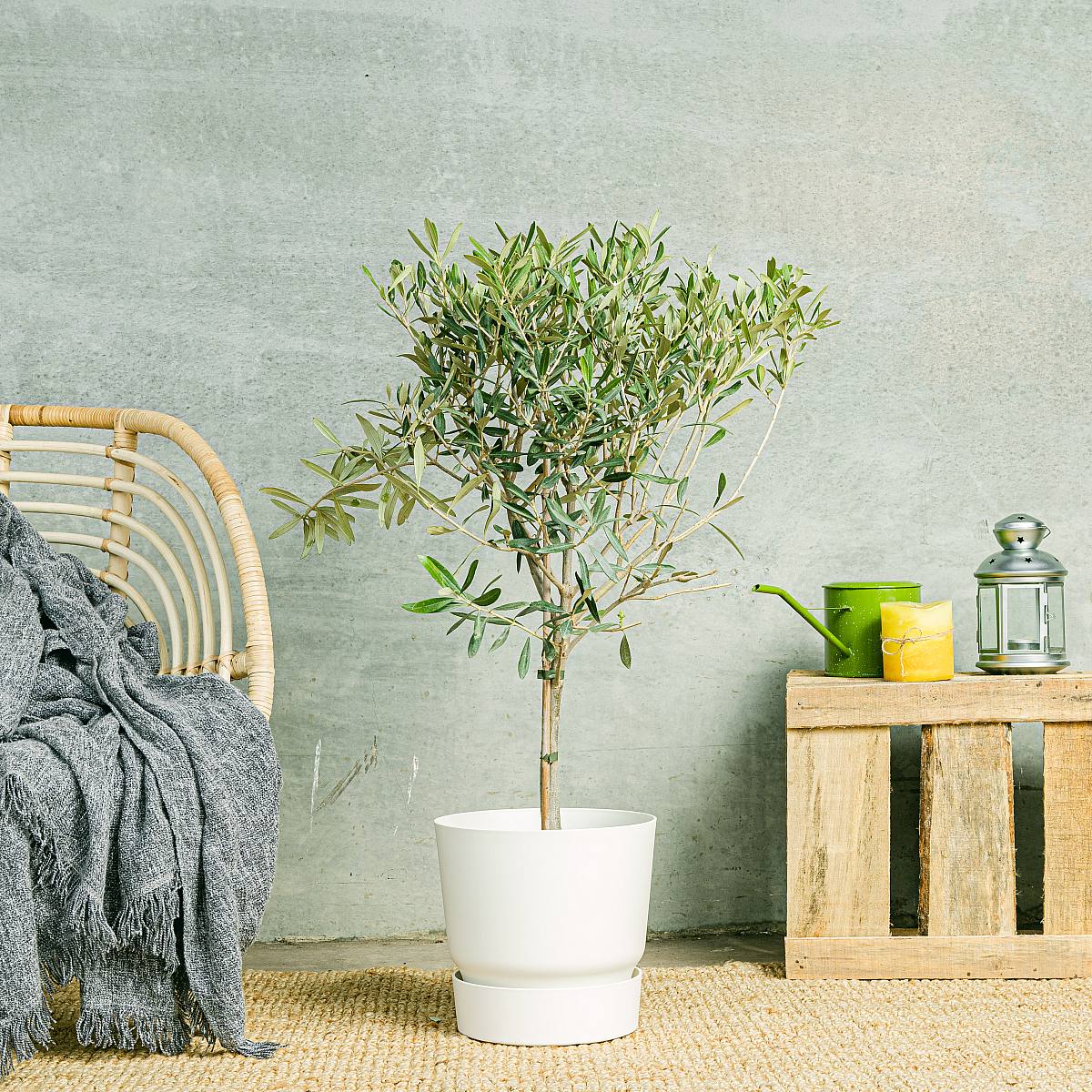 Oliventræ - held og lykke og velstand picture 1