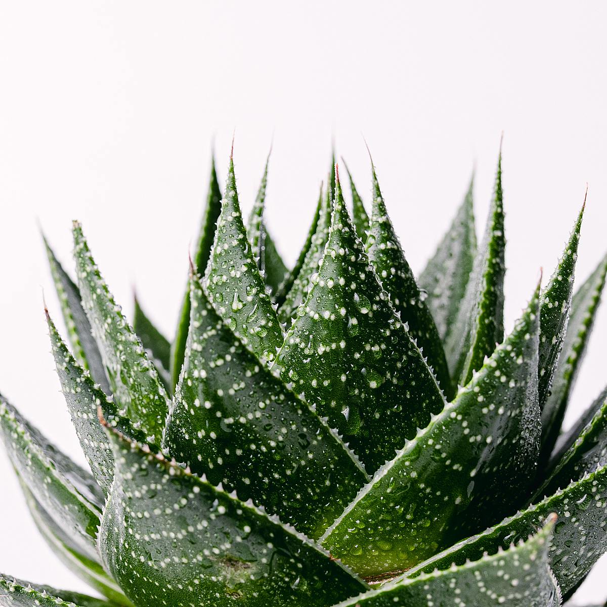 Aloe Pratensis picture 3