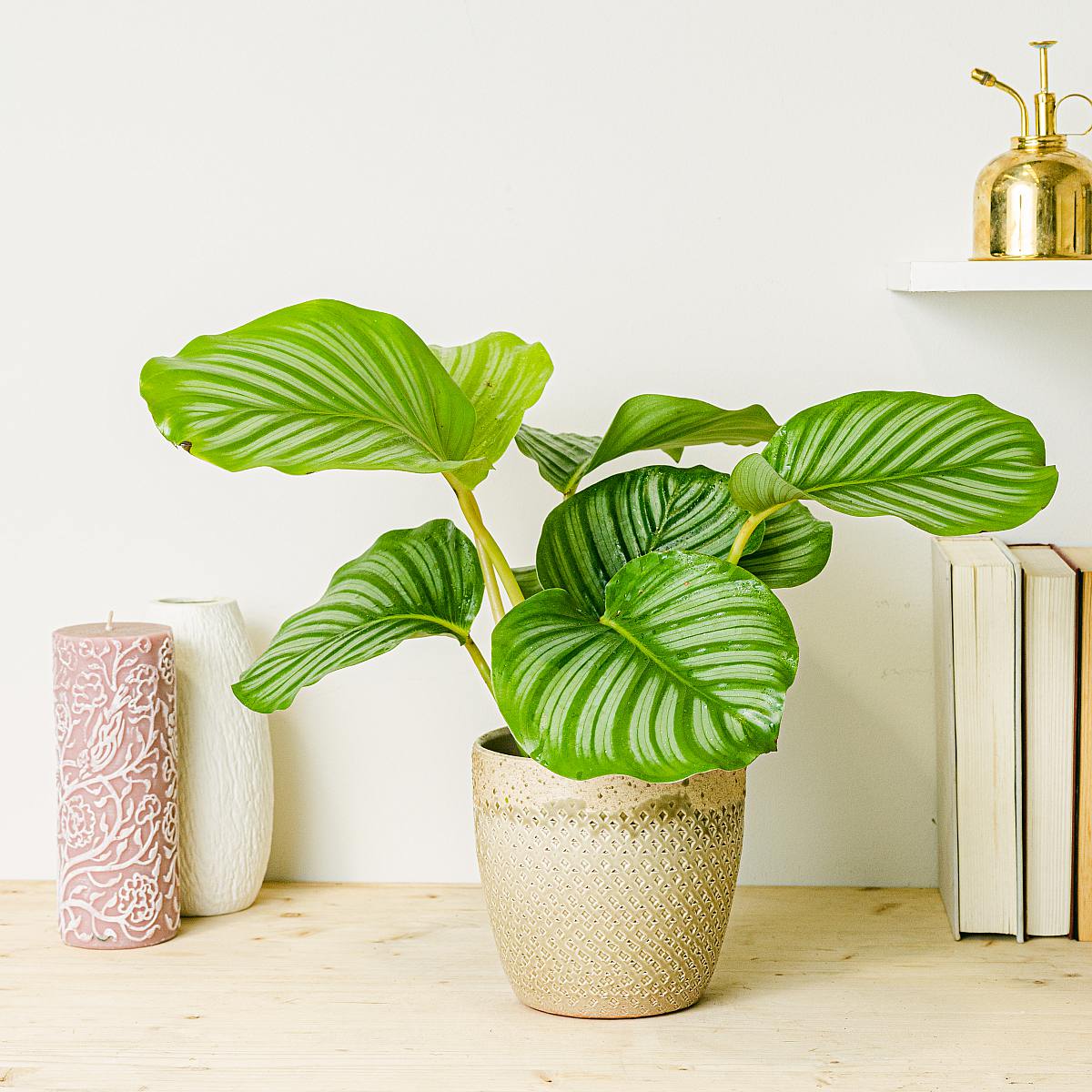 Calathea orbifolia picture 1