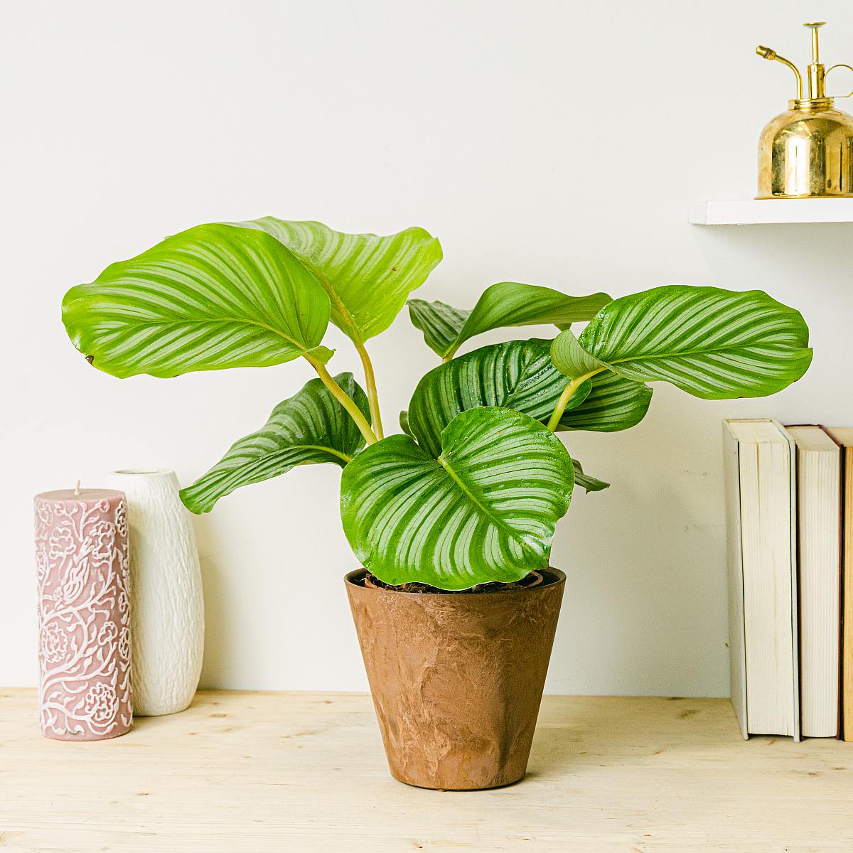 Calathea orbifolia picture 2