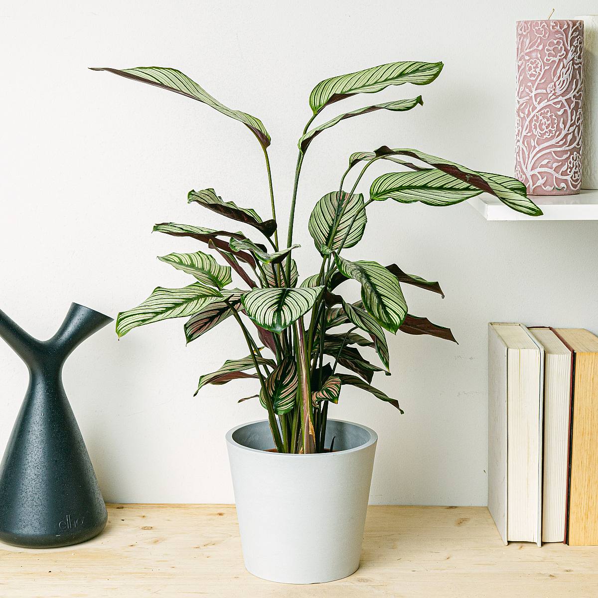 Calathea white star picture 0