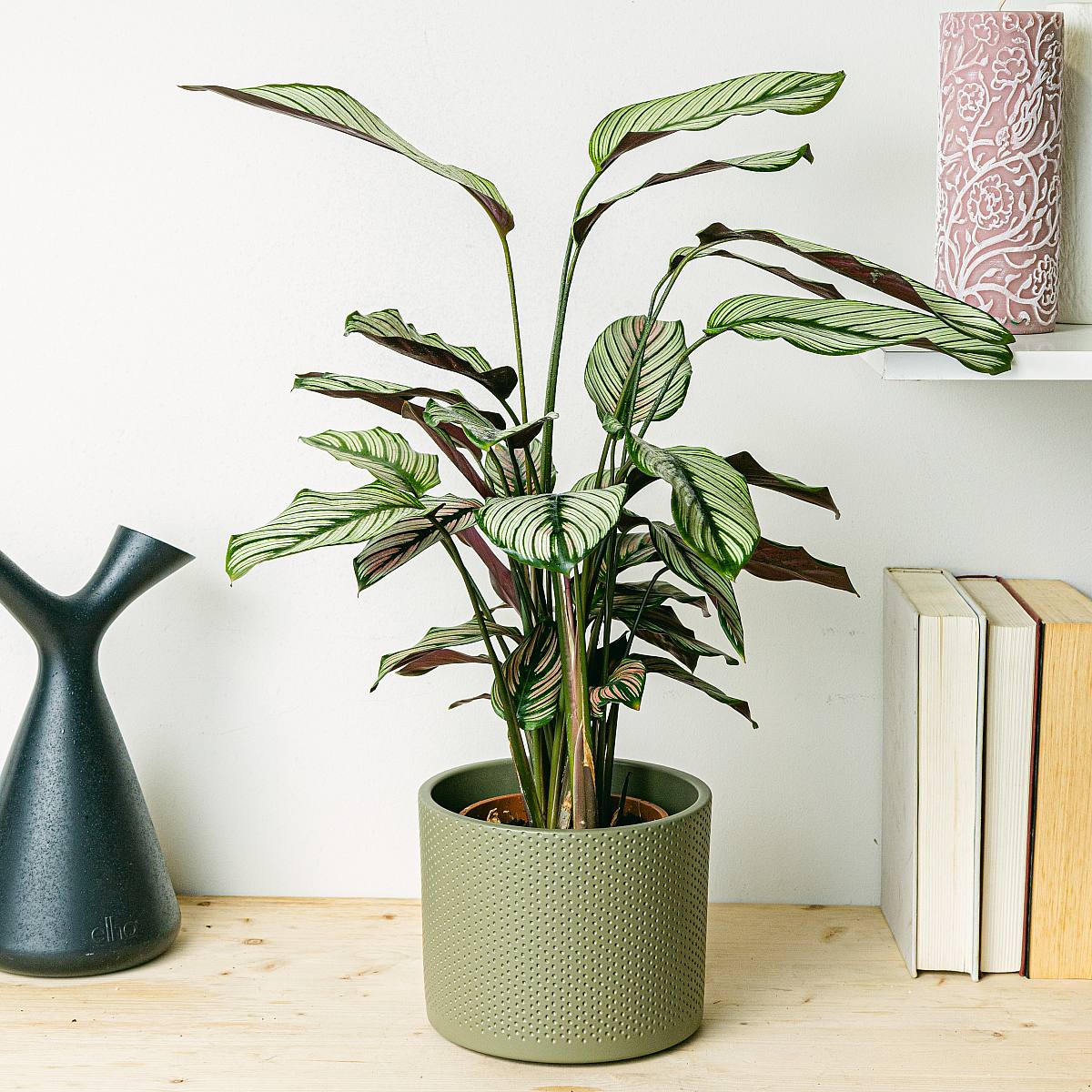 Calathea white star picture 1