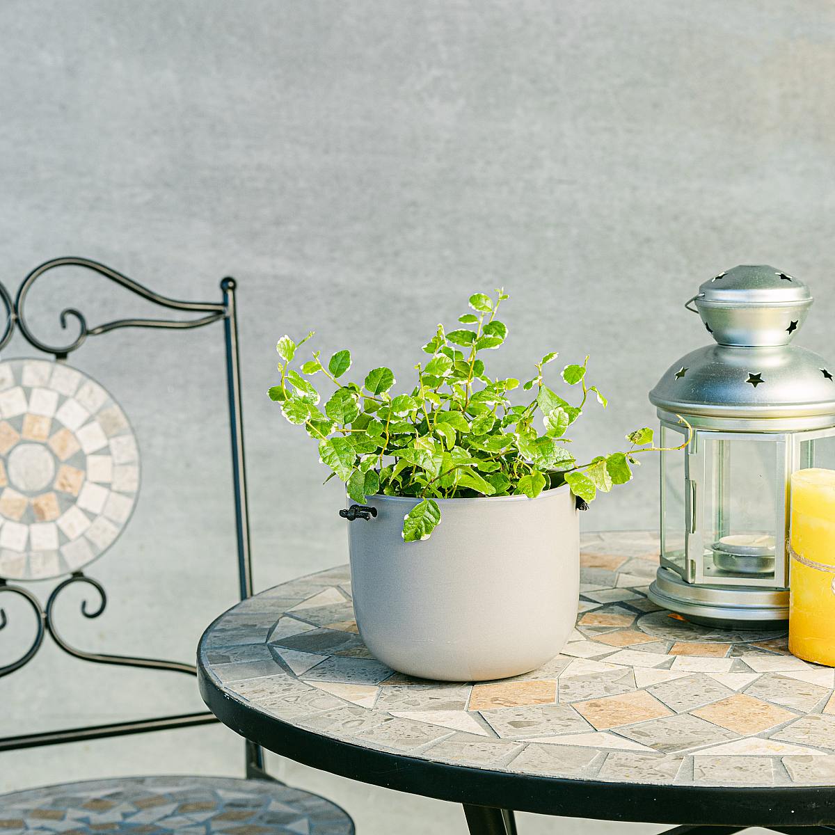 Hangende Ficus Repen picture 1