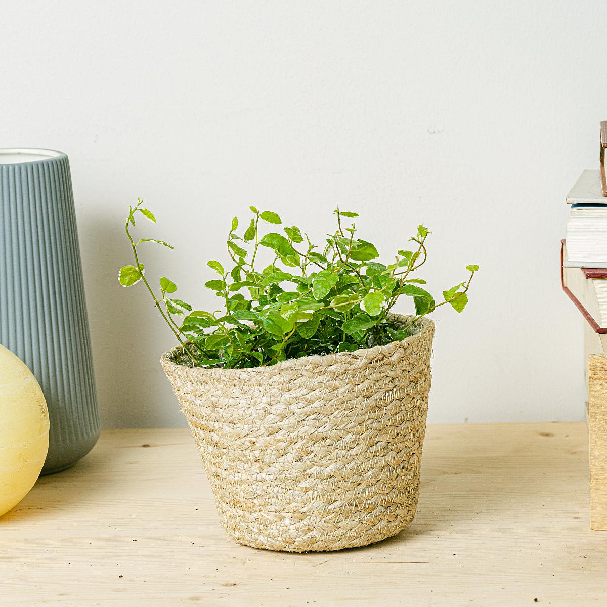 Hangende Ficus Repen picture 2