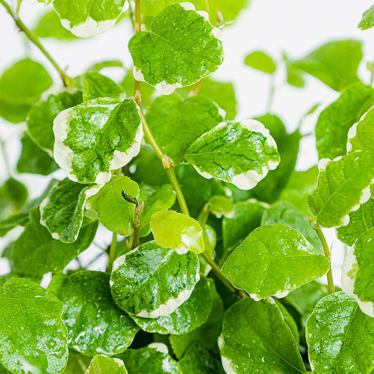 Hangende Ficus Repen picture 3