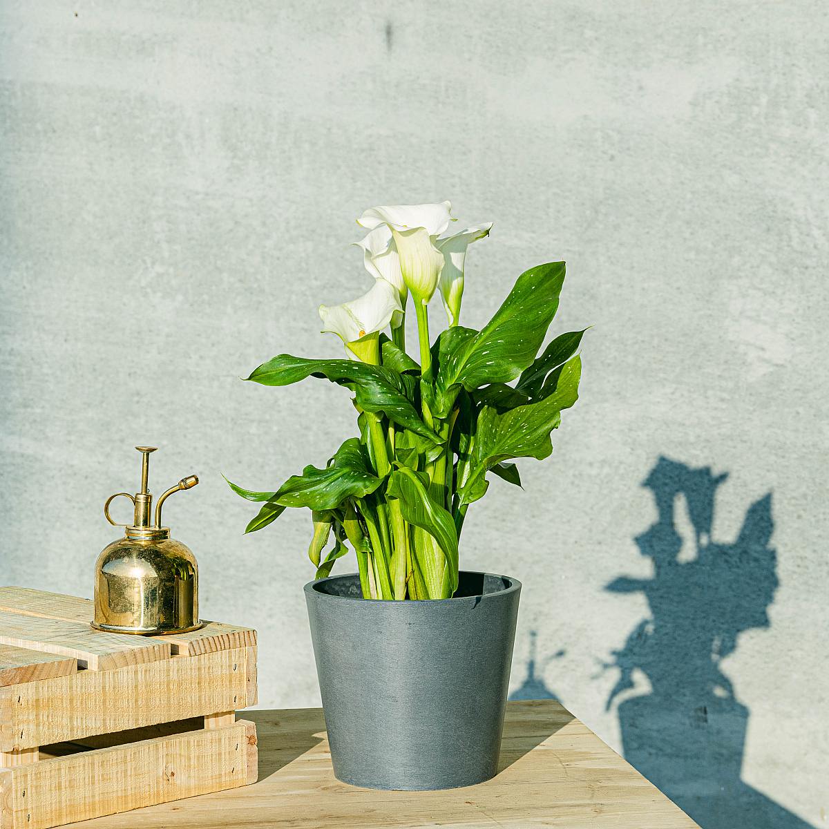 White Cove picture 1