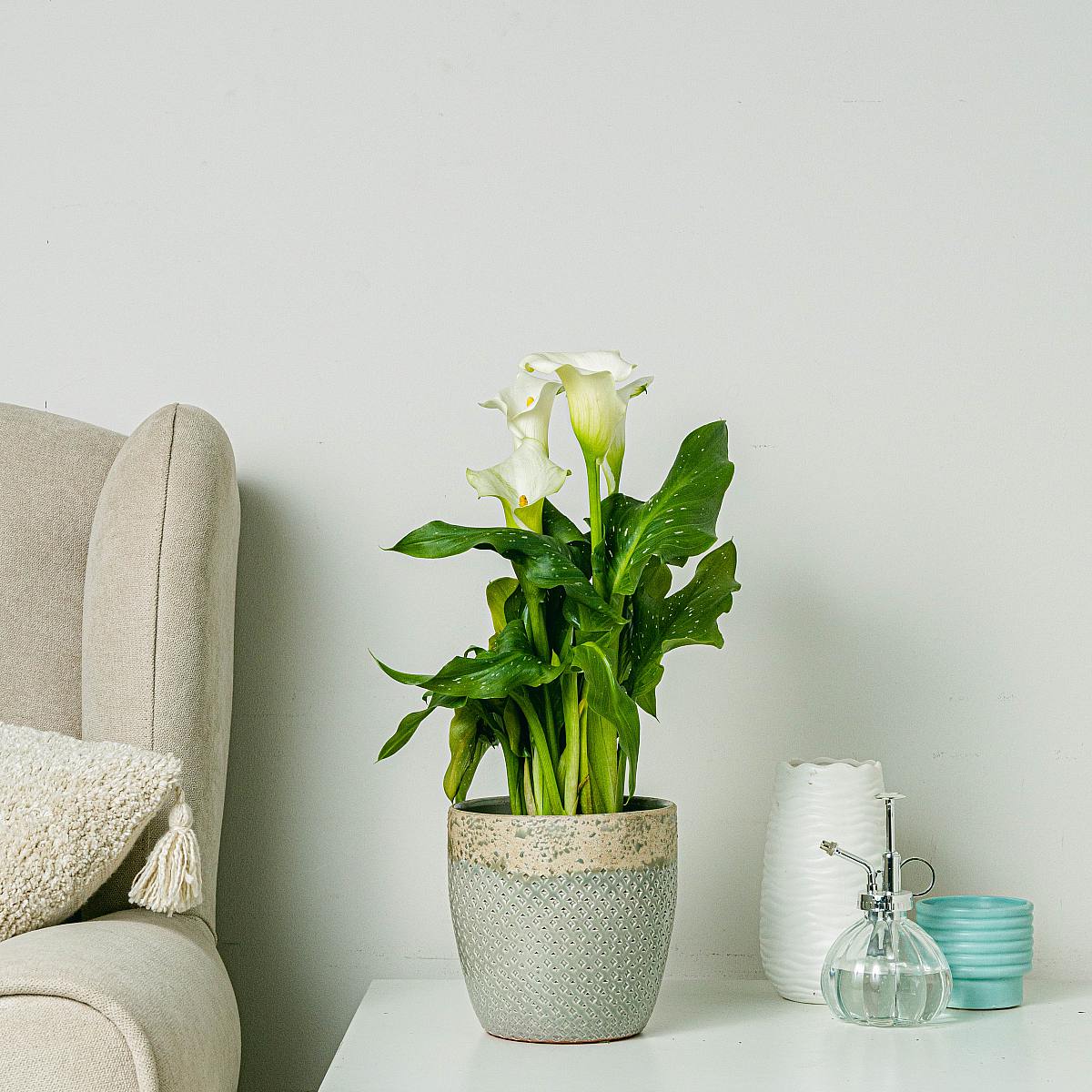 White Cove picture 3