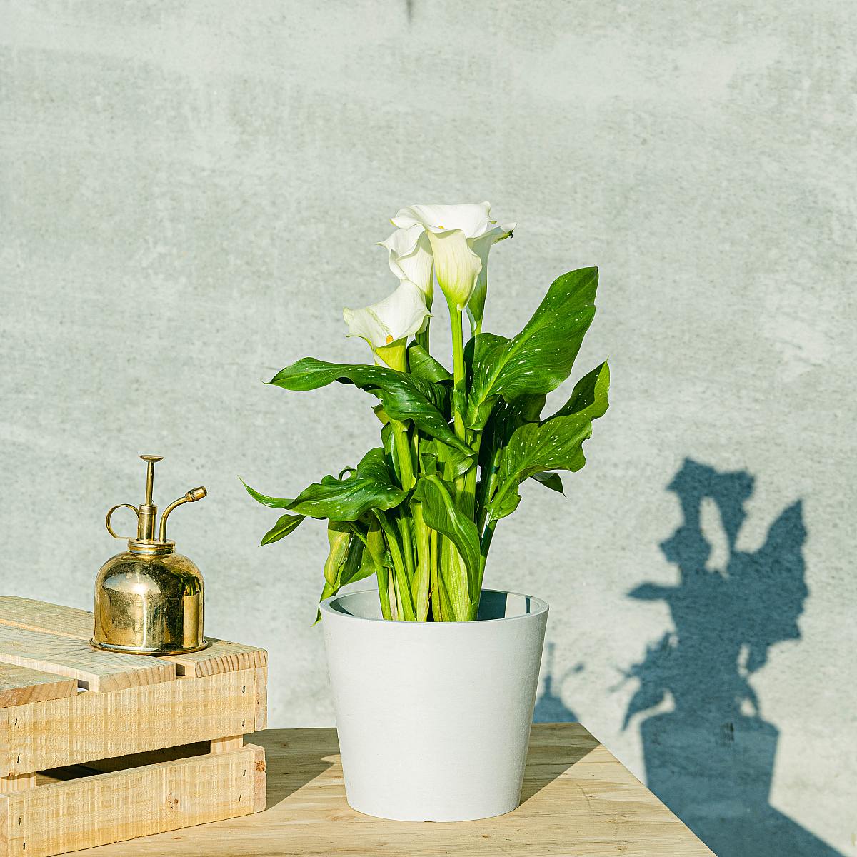 White Cove picture 2