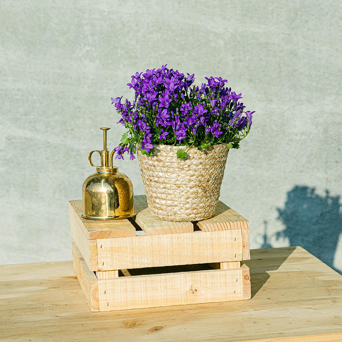 Campanula Abella Intens Paars picture 0