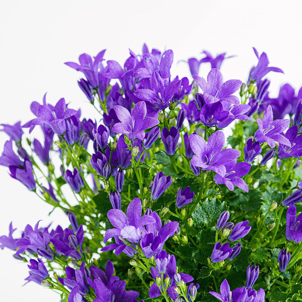 Campanula Abella Intens Paars picture 5