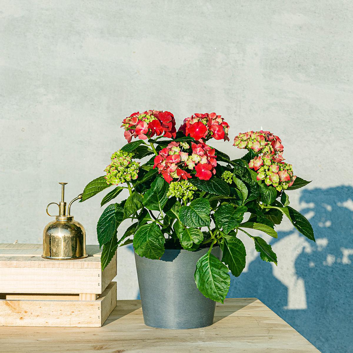 Hortensia Rosa picture 1