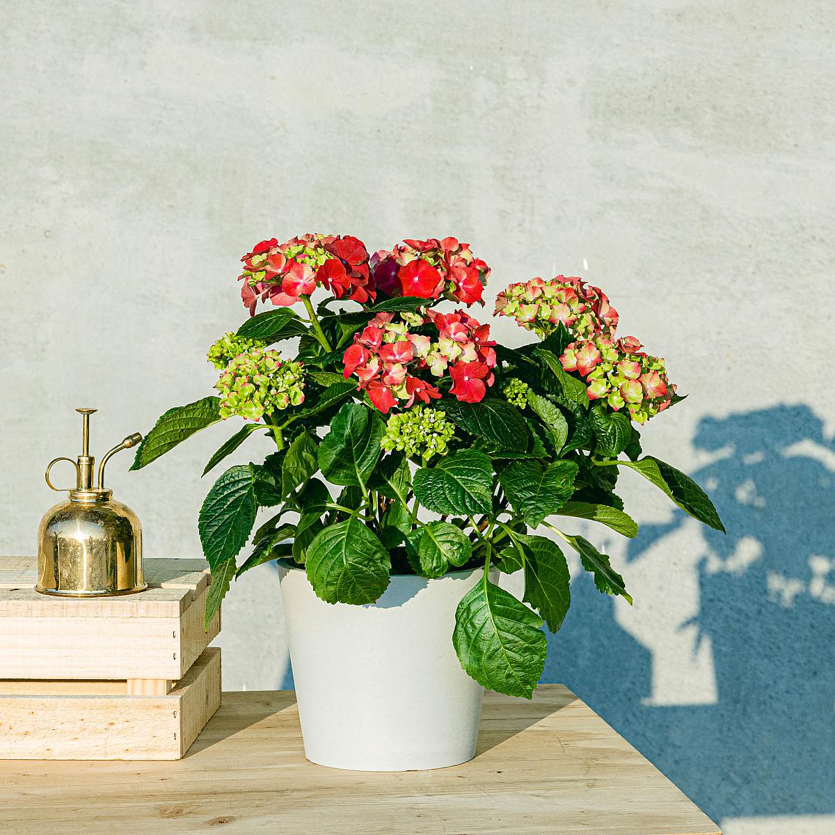 Hortensia Rosa picture 2