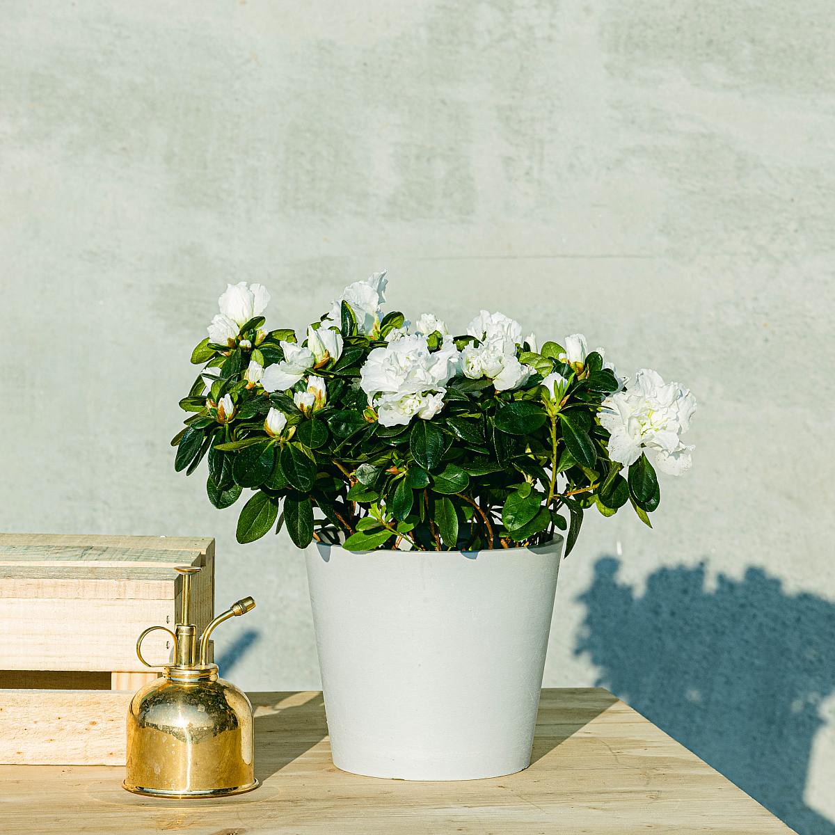 Hvid azalea picture 0