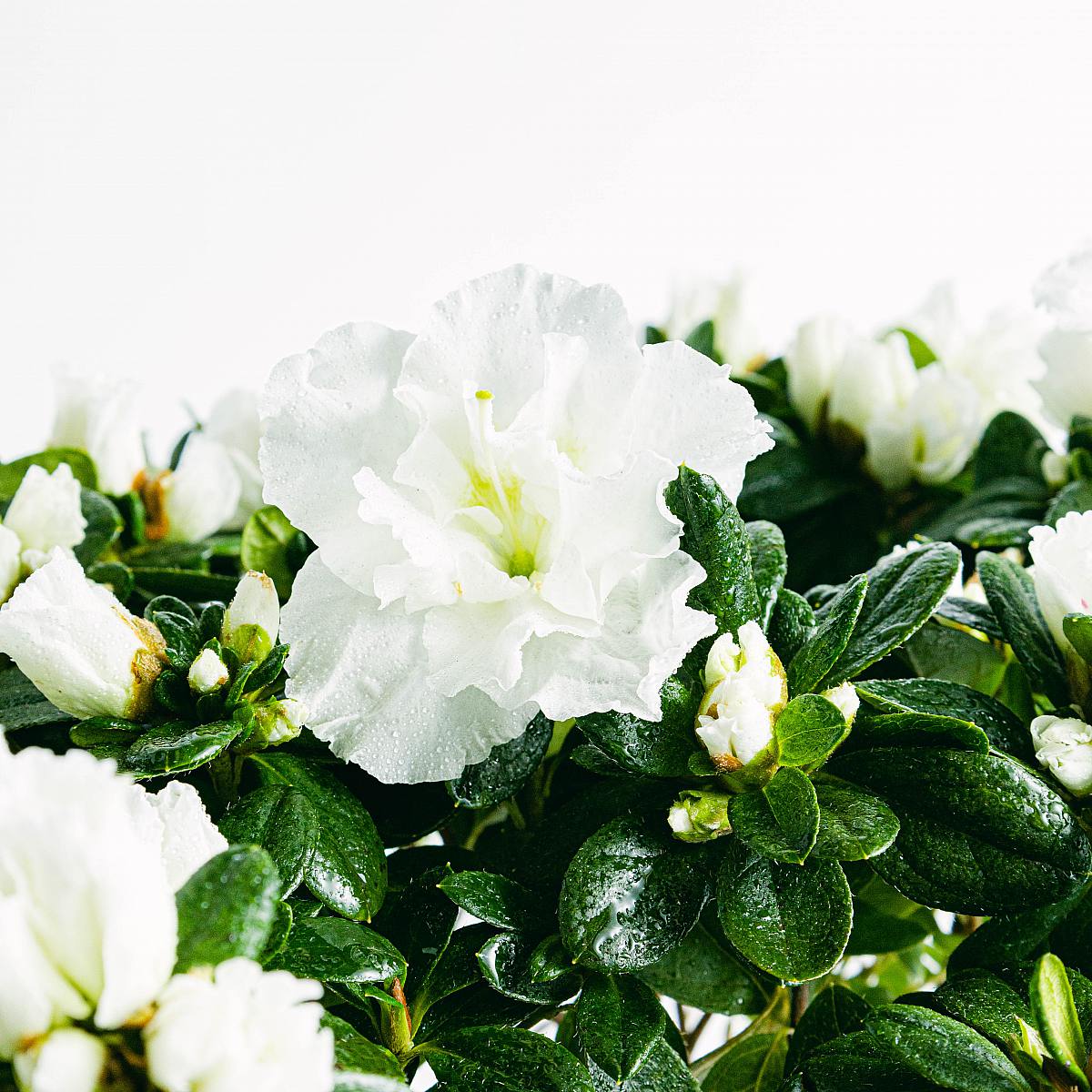 Hvid azalea picture 5