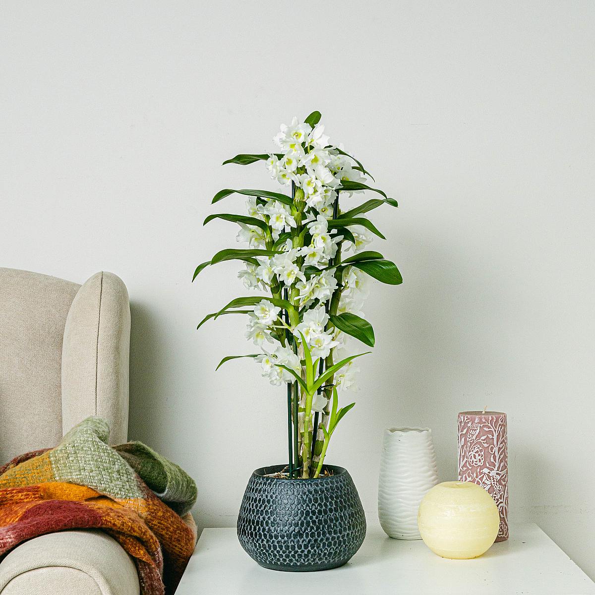 Biały Bambus Orchidea picture 0