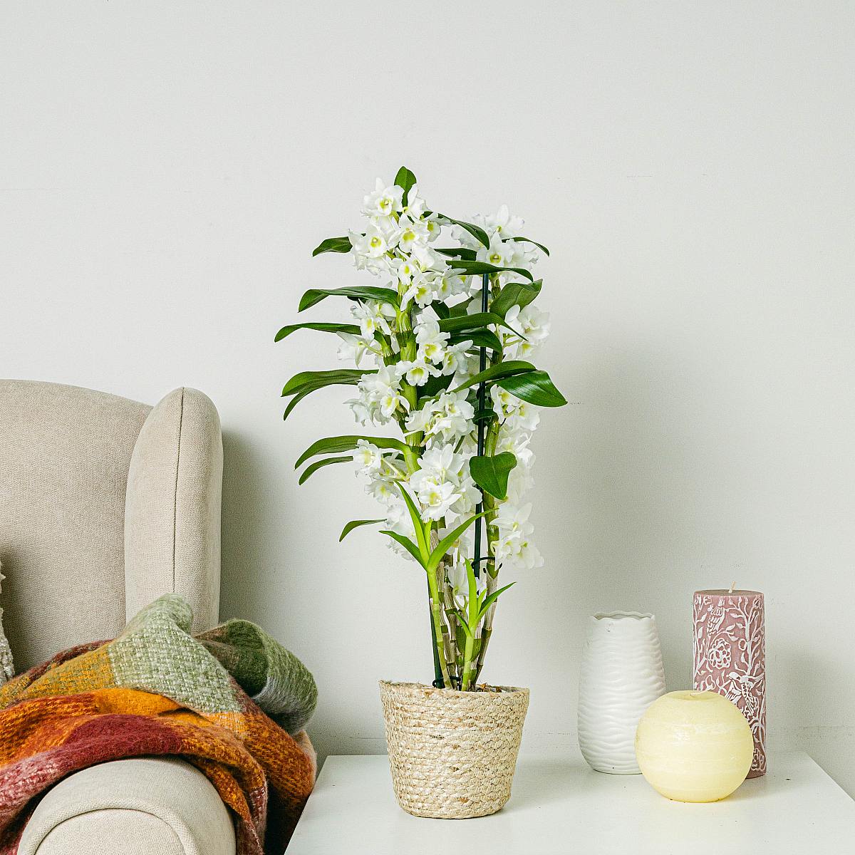 Biały Bambus Orchidea picture 1