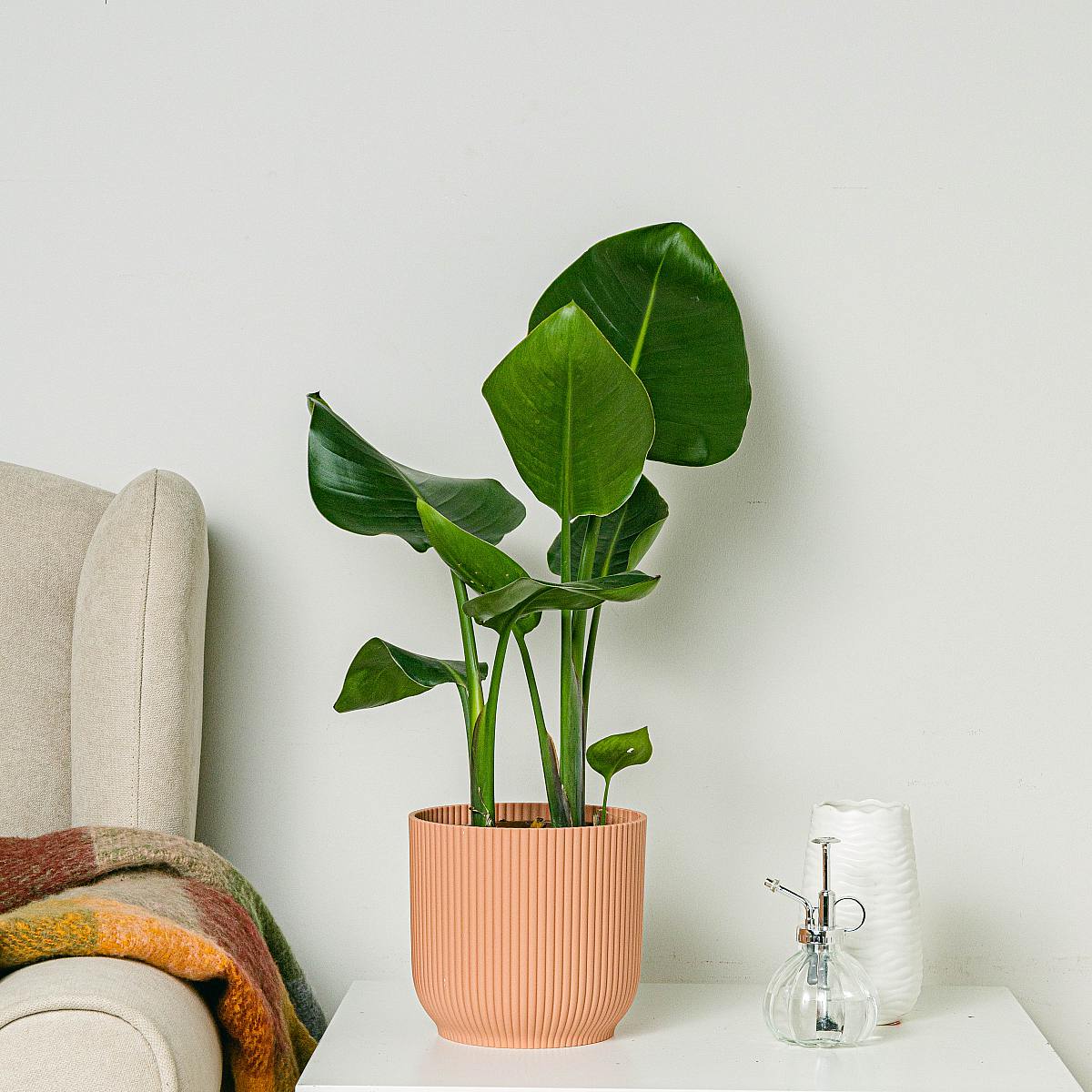 Paradijsvogel picture 1