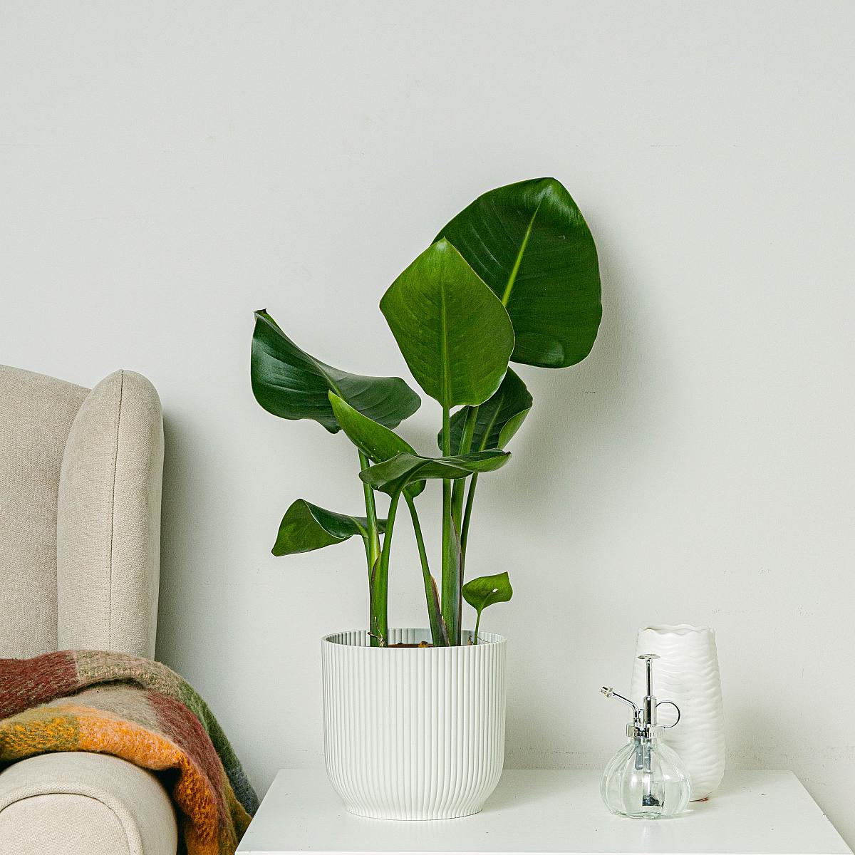 Paradijsvogel picture 2