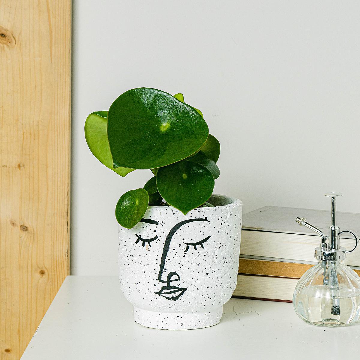 Peperomia Deszczowa picture 0