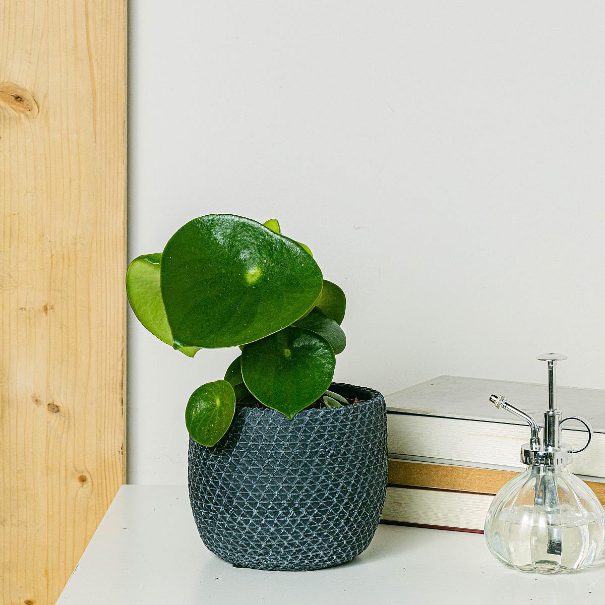 Peperomia Deszczowa picture 1